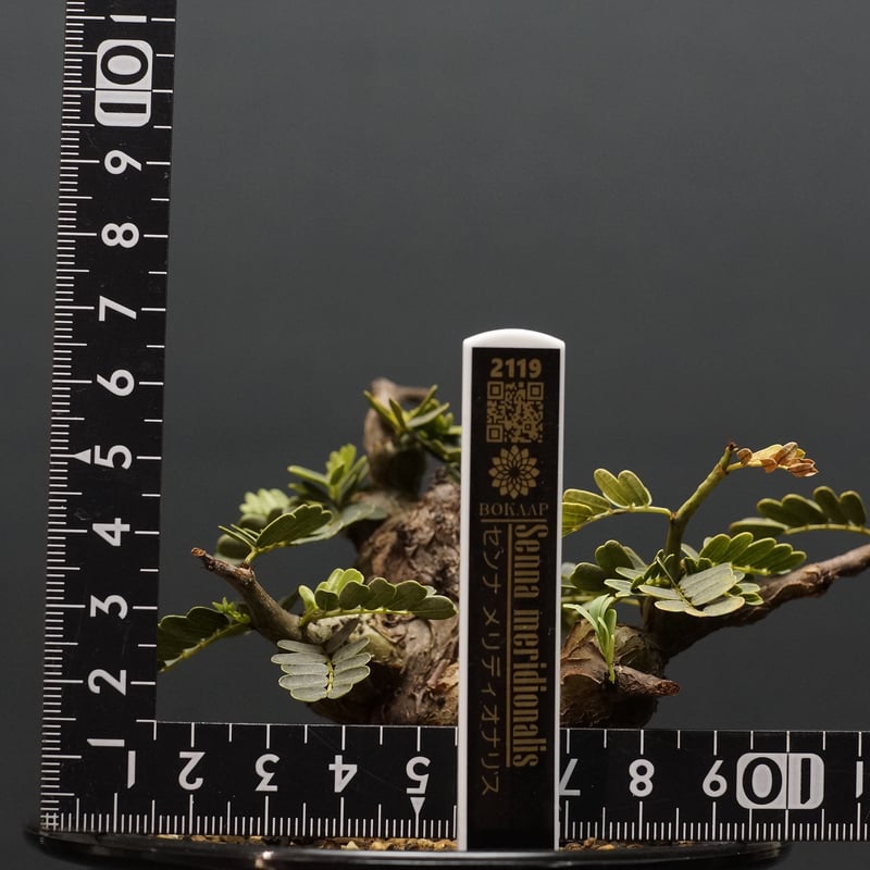 Senna meridionalis