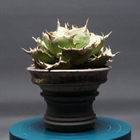 Agave Ripple Effect