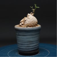 アデニア キルキー "Adenia kirkii" 管理2733