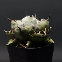 Agave Ripple Effect