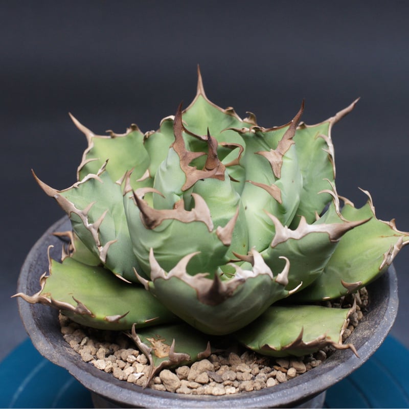 アガベ チタノタ【ドワーフ】 