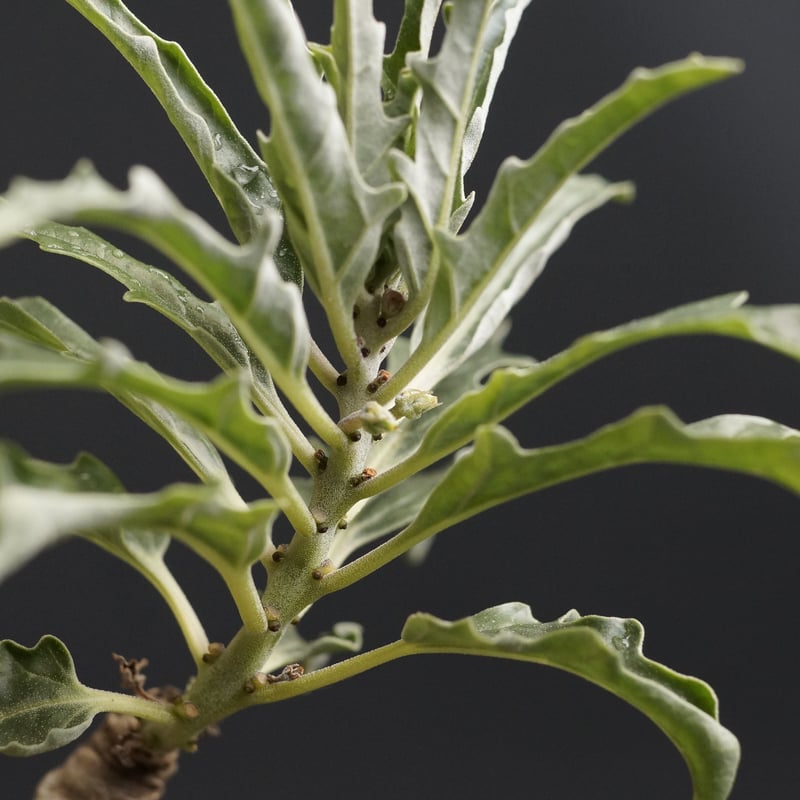 プテロディスクス　スペシオーサス コーデックス：プテロディスクス スペシオーサス*塊根幅3cm