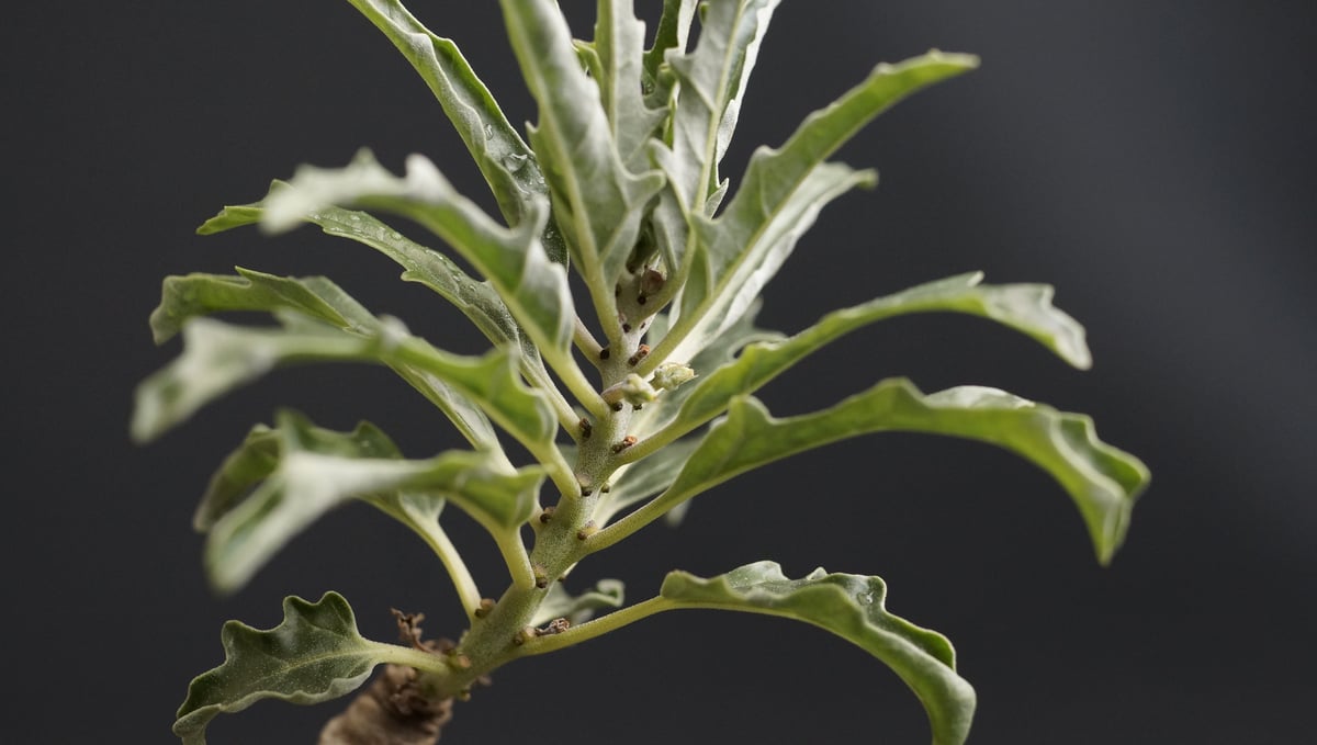 プテロディスクス　スペシオーサス コーデックス：プテロディスクス スペシオーサス*塊根幅3cm 現品