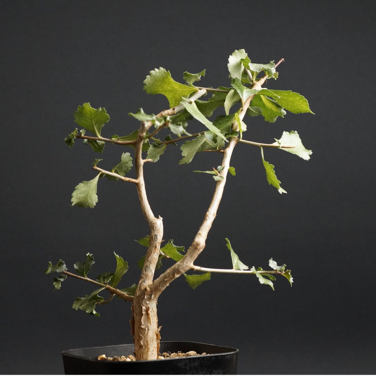 Commiphora wightii