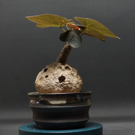 アデニア ステイローサ 生活雑貨 家庭用品 ガーデニング