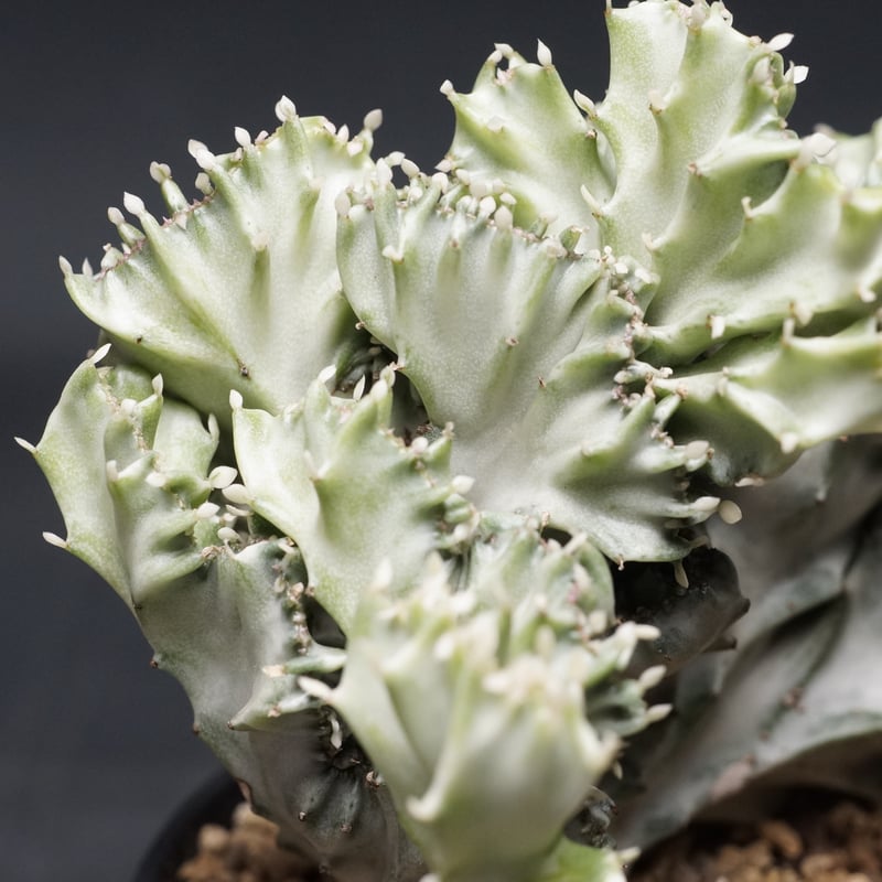 特大　Euphorbia lactea 綴化　斑入り　鉢のまま発送　コーデックス 特大 Euphorbia lactea 綴化 斑入り 鉢のまま発送 コーデックス