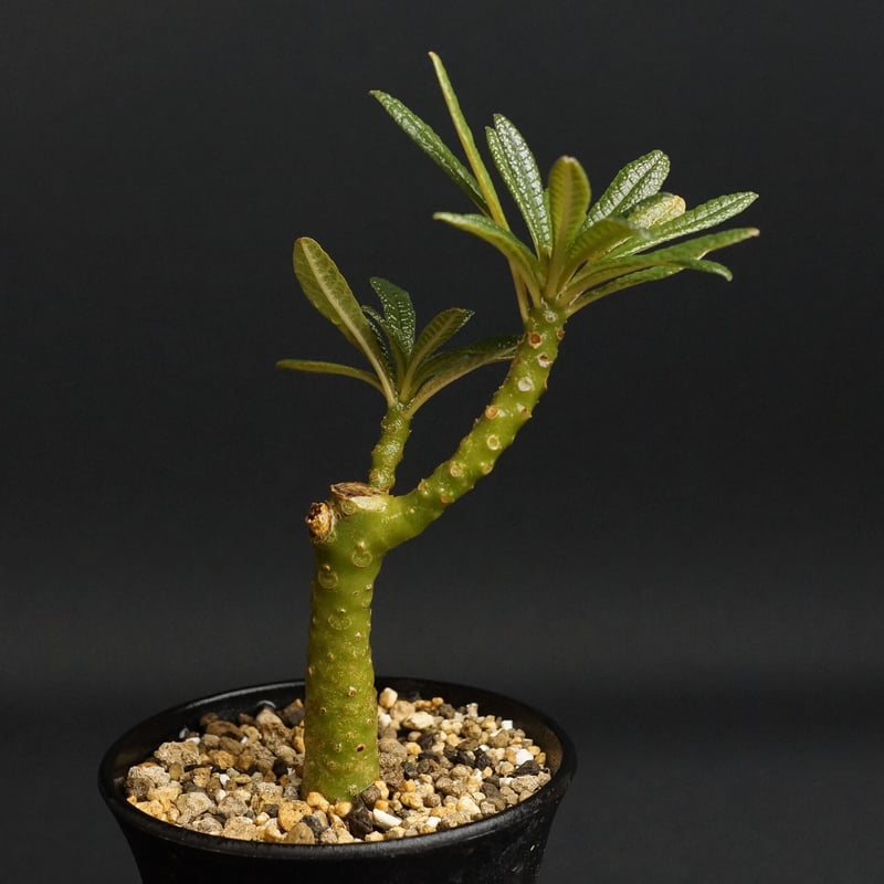 Dorstenia gigas