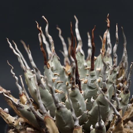 "Agave utahensis var. eborispina" アガベ ユタエンシスエボリスピナ 管理2024