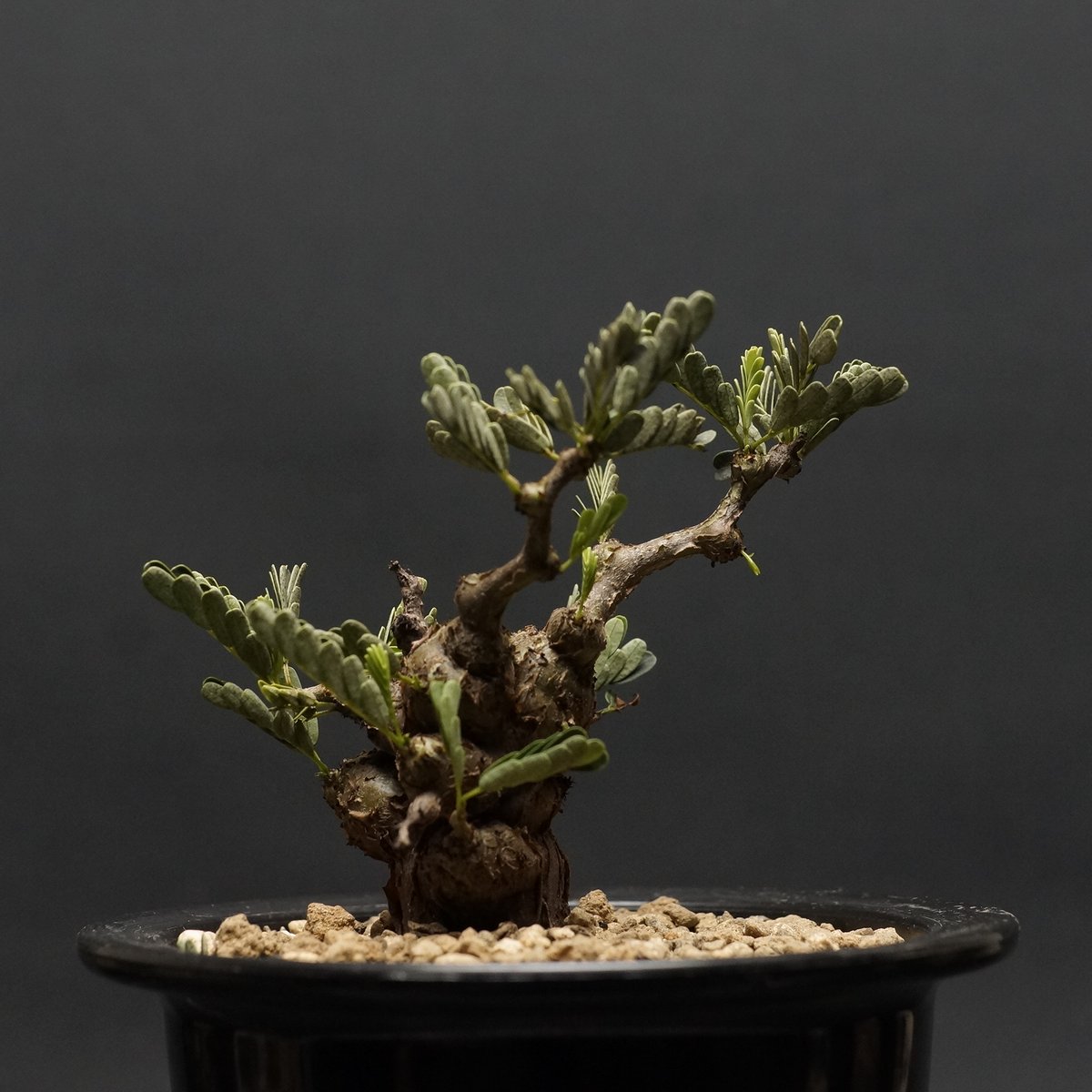 Senna meridionalis