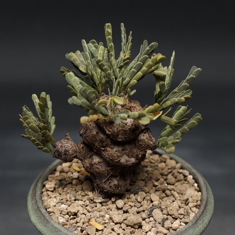 Senna meridionalis