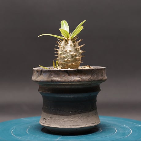 パキポディウムグラキリス | STORES