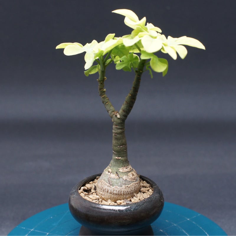 アデニア グラウカ 