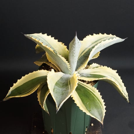 "Agave Ripple Effect" アガベ リップルエフェクト　管理1201