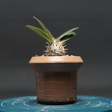 パキポディウム | STORES