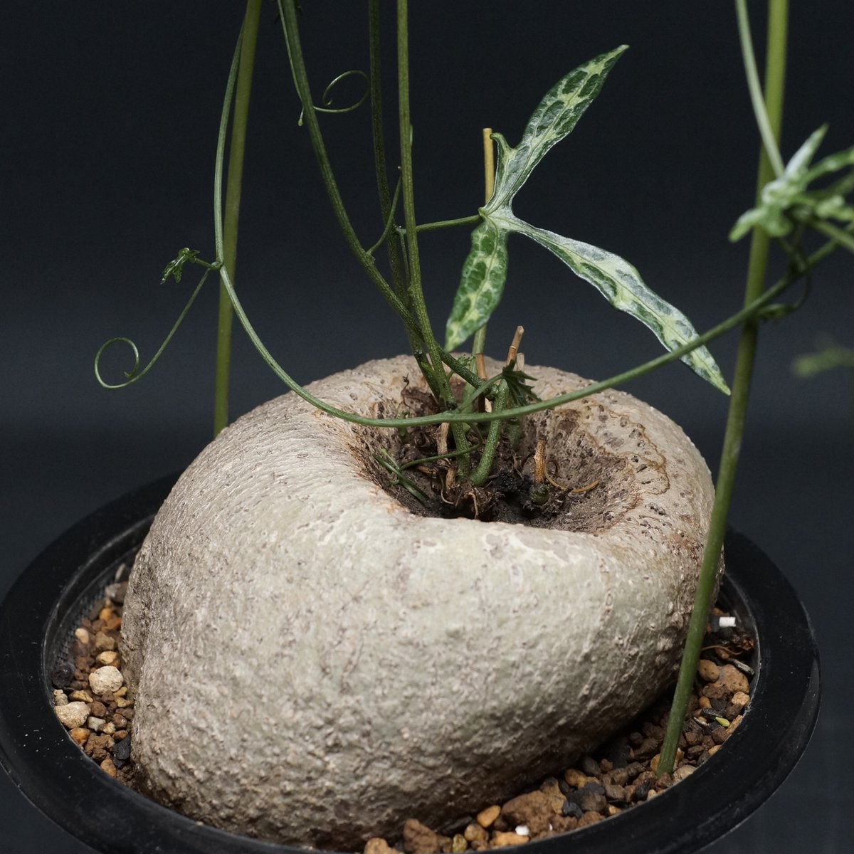 アデニア キルキー 【公式通販】