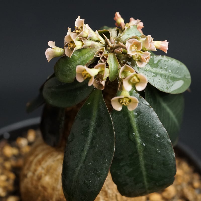 Euphorbia subapoda