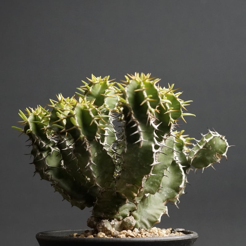 Euphorbia graniticola