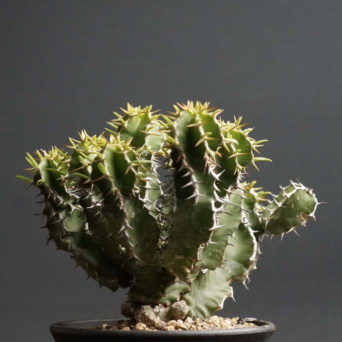 Euphorbia graniticola