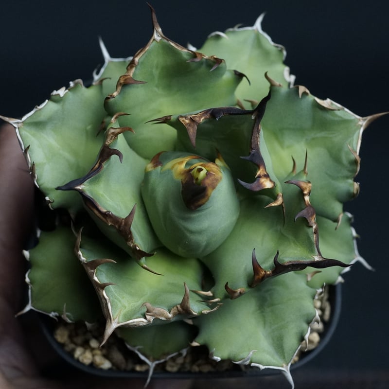 agave titanota