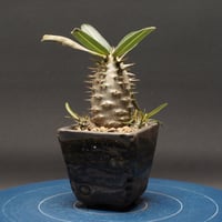 パキポディウム グラキリス "Pachypodium Gracilius" 管理2660