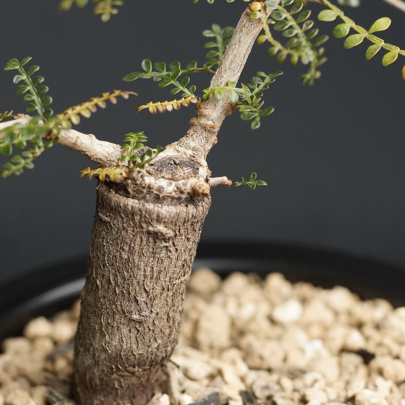 Operculicarya pachypus