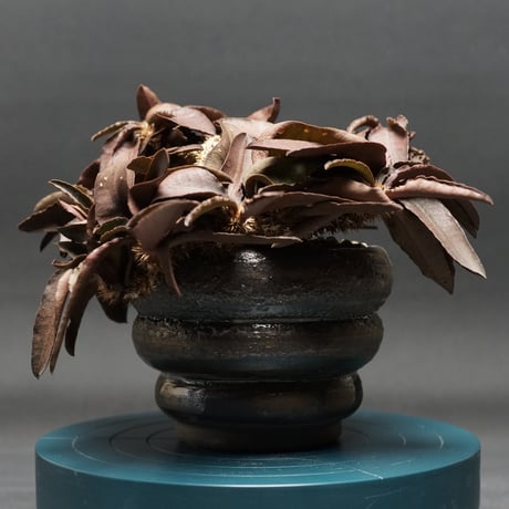 CATEGORY ユーフォルビア | bokaapcoudex's STORE