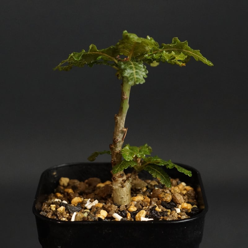Boswellia nana