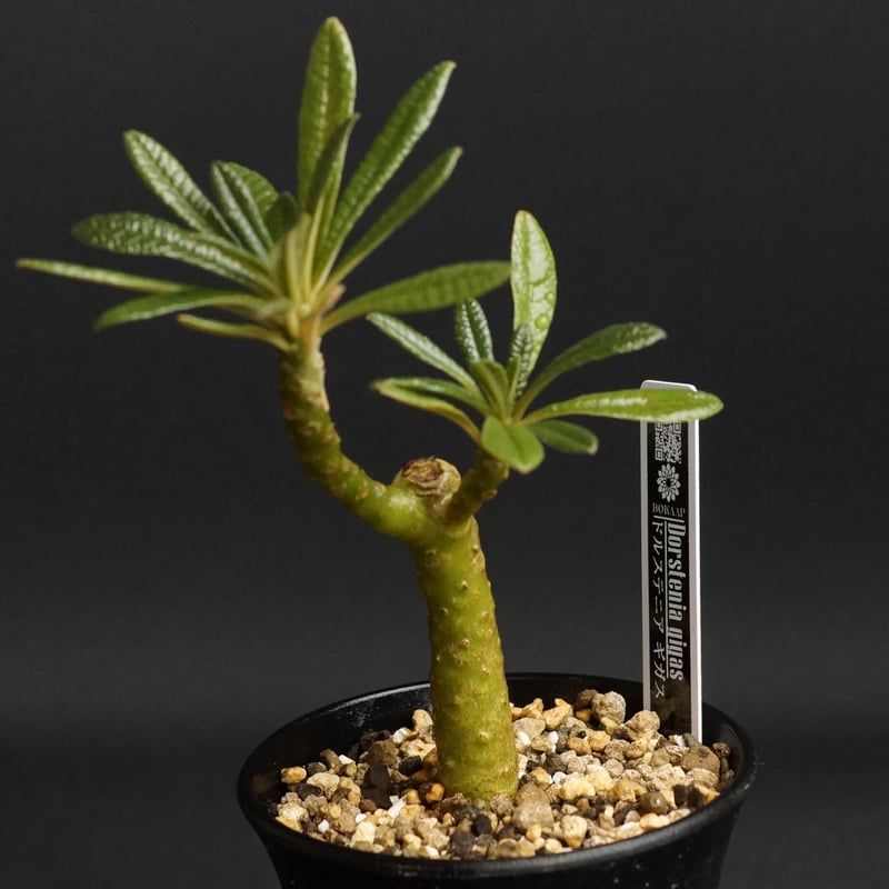 ドルステニアギガス種子 10粒輸入 種 dorstenia gigas seed