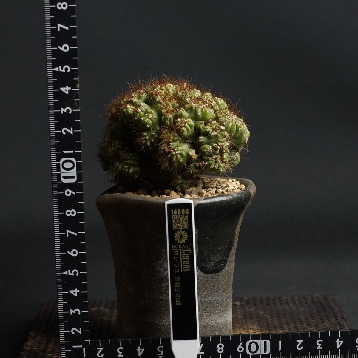 Cereus