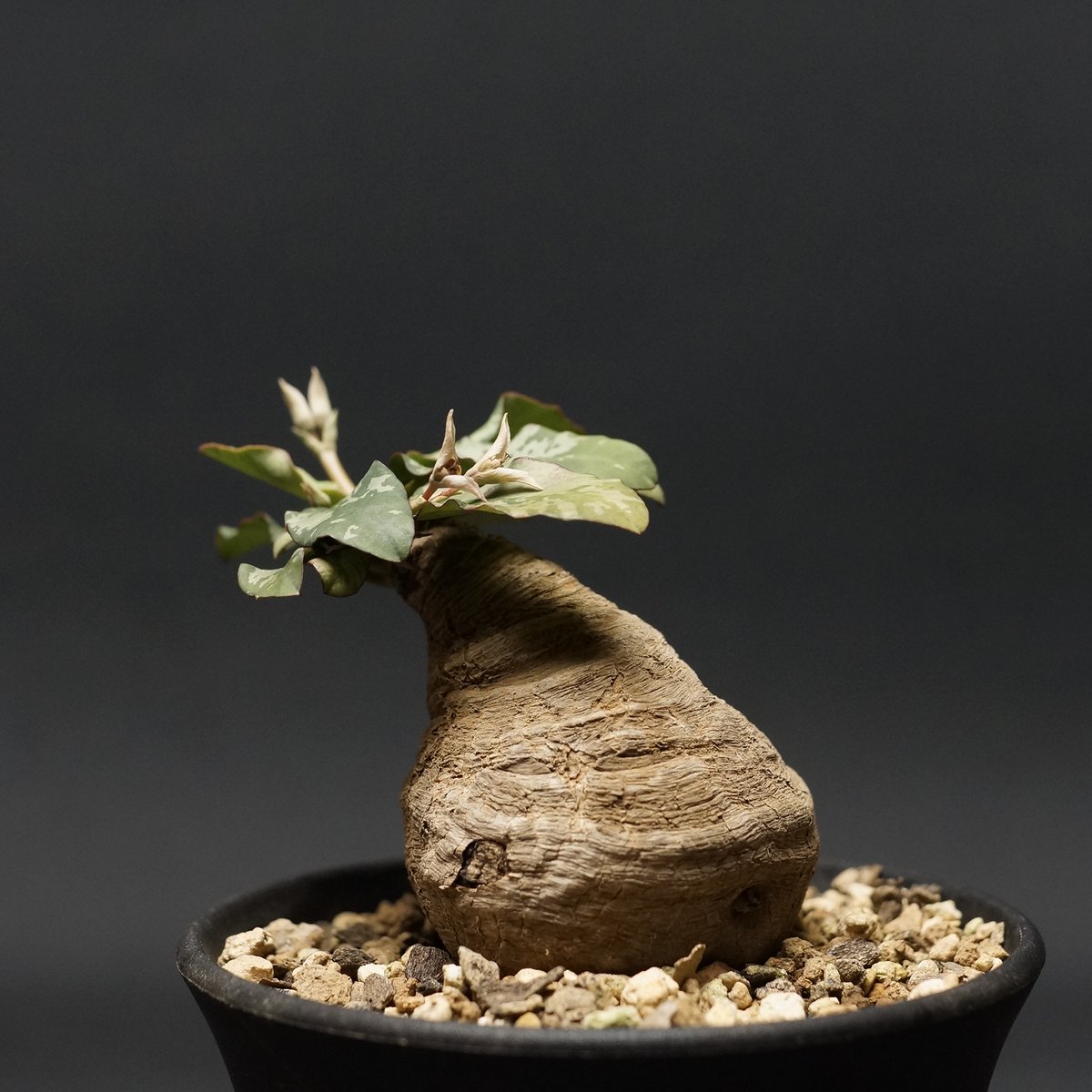 Euphorbia fish bone