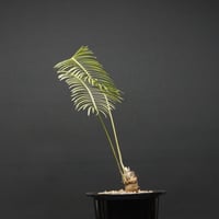 "Dioon edule" ディオーン エデュレ 管理2201