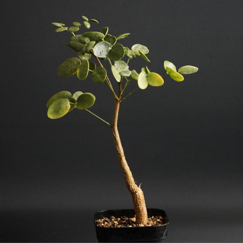 デロニクス プミラ① Delonix pumila① 現地株 デロニクス プミラ①