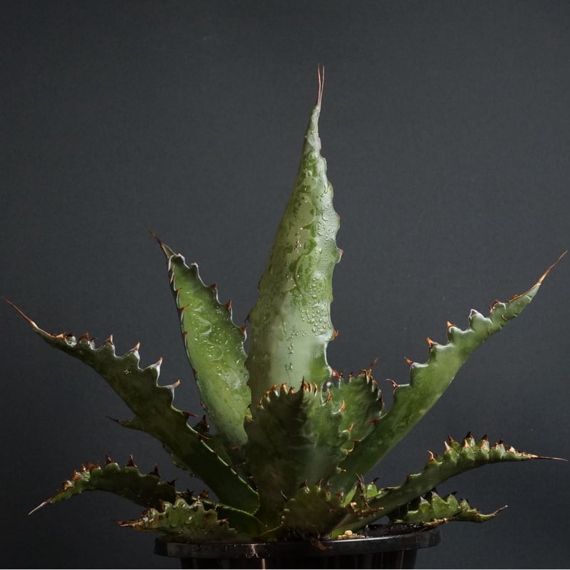 専用　アガベ　ジェントリージョーズ　クラッシックスピナ 送料込み】アガベ ジェントリージョーズ D / agave gentri jaws