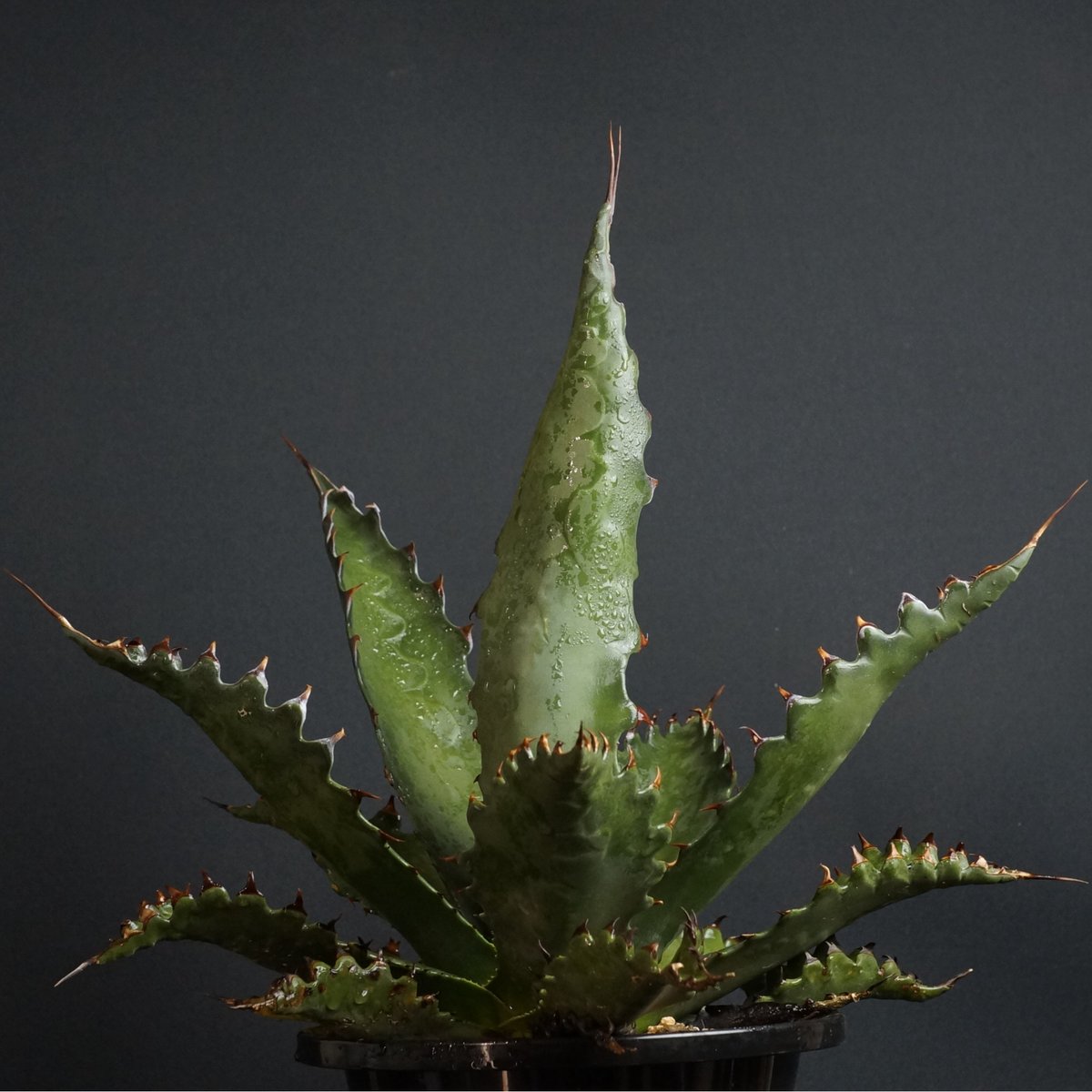 Agave gentryi 'Jaws'