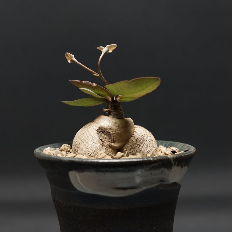 Euphorbia moratii