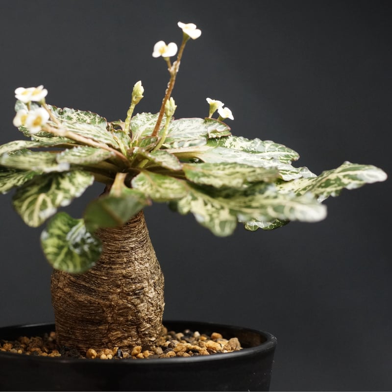 Euphorbia fish bone