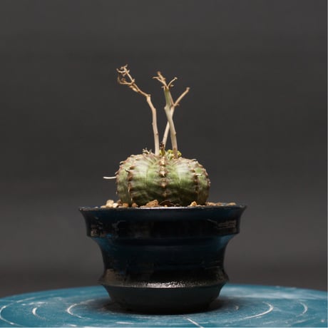 CATEGORY ユーフォルビア | bokaapcoudex's STORE