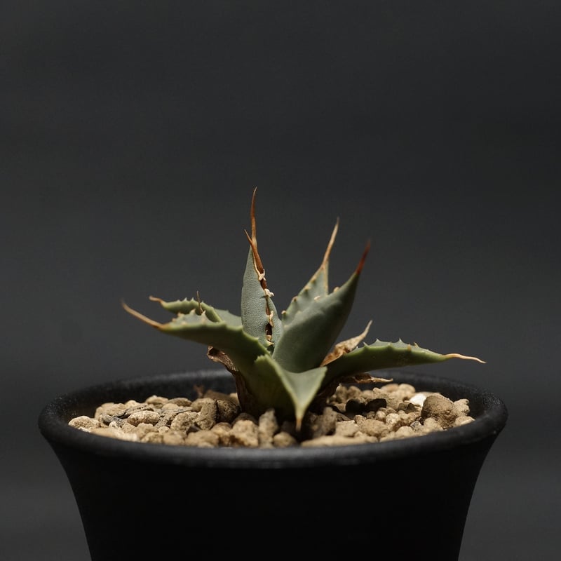 Agave utahensis var. eborispina