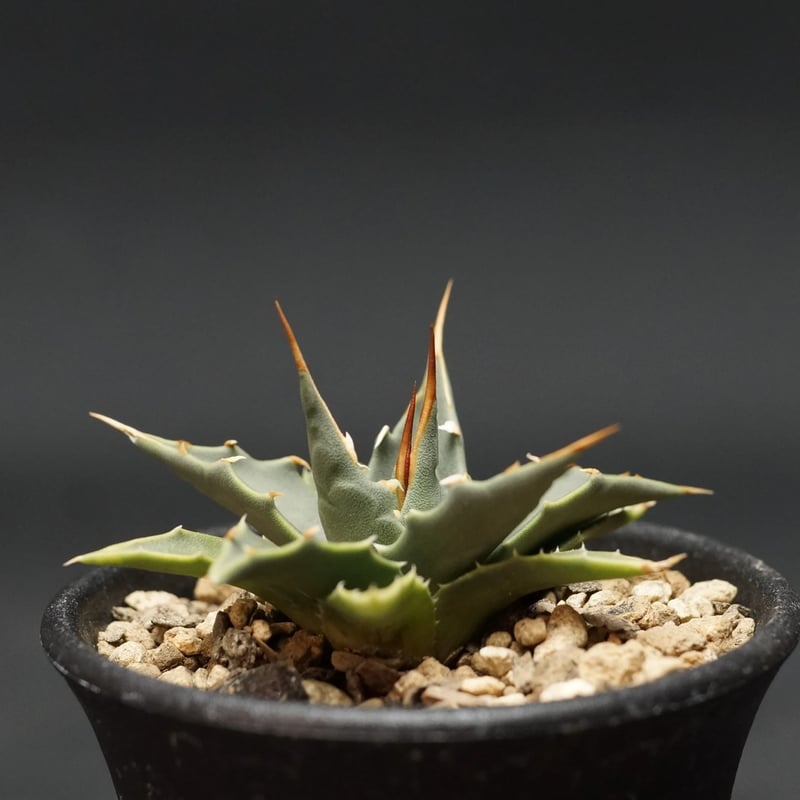 Agave utahensis var. eborispina