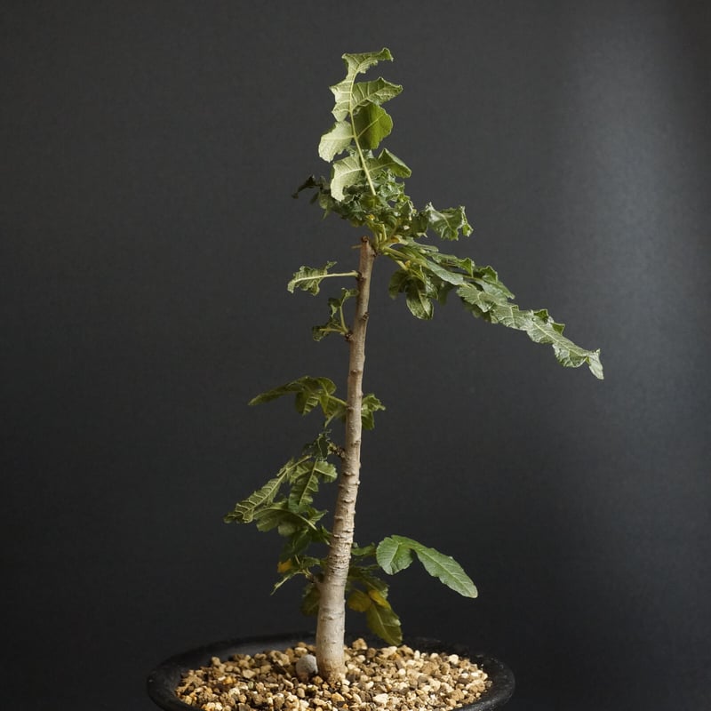 Boswellia sacra Boswellia sacra