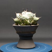 アガベ チタノタ【ブラック＆ブルー】 "Agave titanota" 管理2594