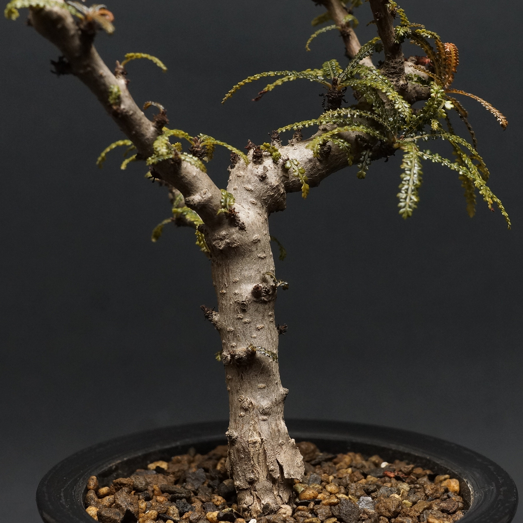 【種子】 ボスウェリア ソコトラナ Boswellia socotrana 5粒 original