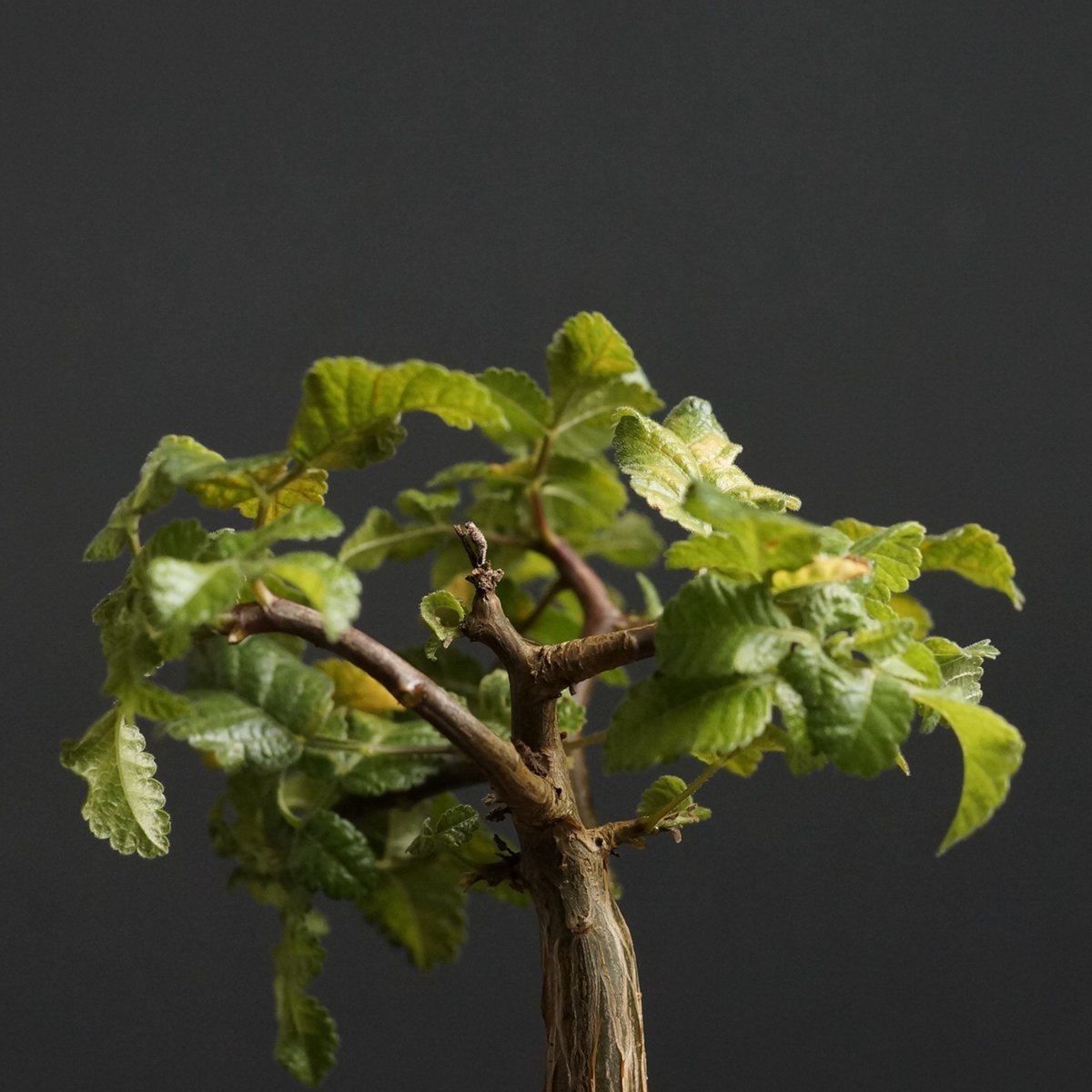 Bursera hindsiana ブルセラ・ヒンドシアナ　ブルセラヒンドシアナ Bursera hindsiana