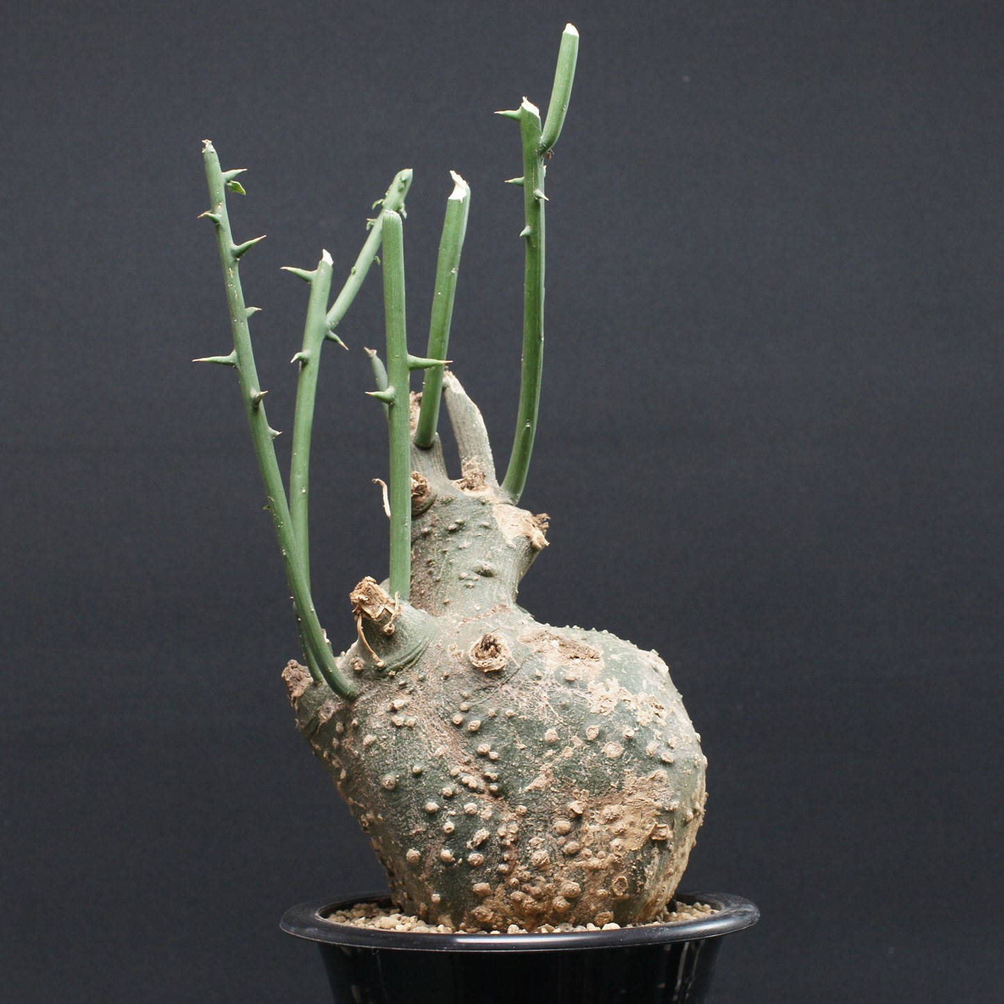 アデニア グロボーサ Adenia globosa アデニア グロボーサ 