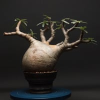 パキポディウム グラキリス "Pachypodium Gracilius" 管理2712