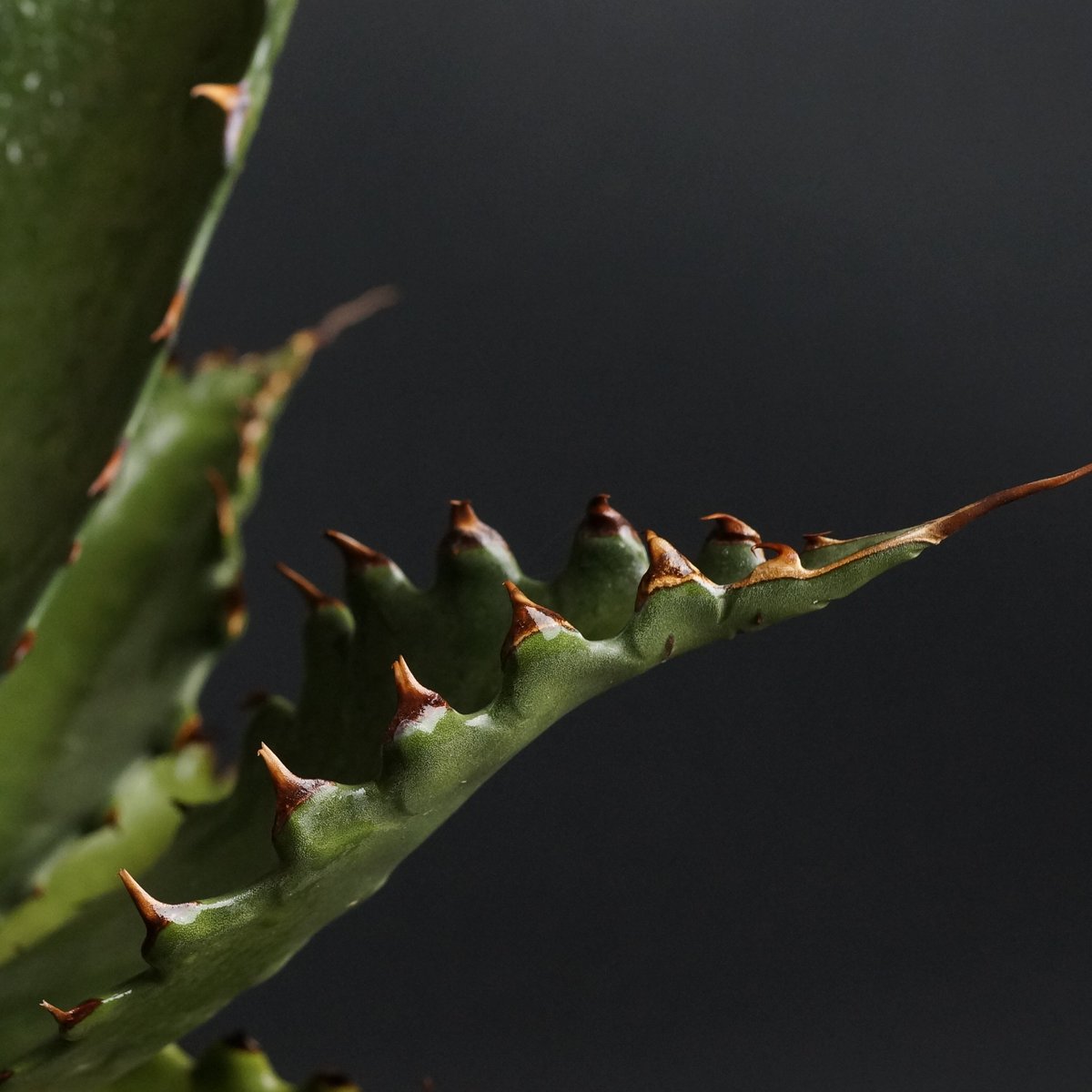 Agave gentryi 'Jaws' Agave gentryi 'Jaws'