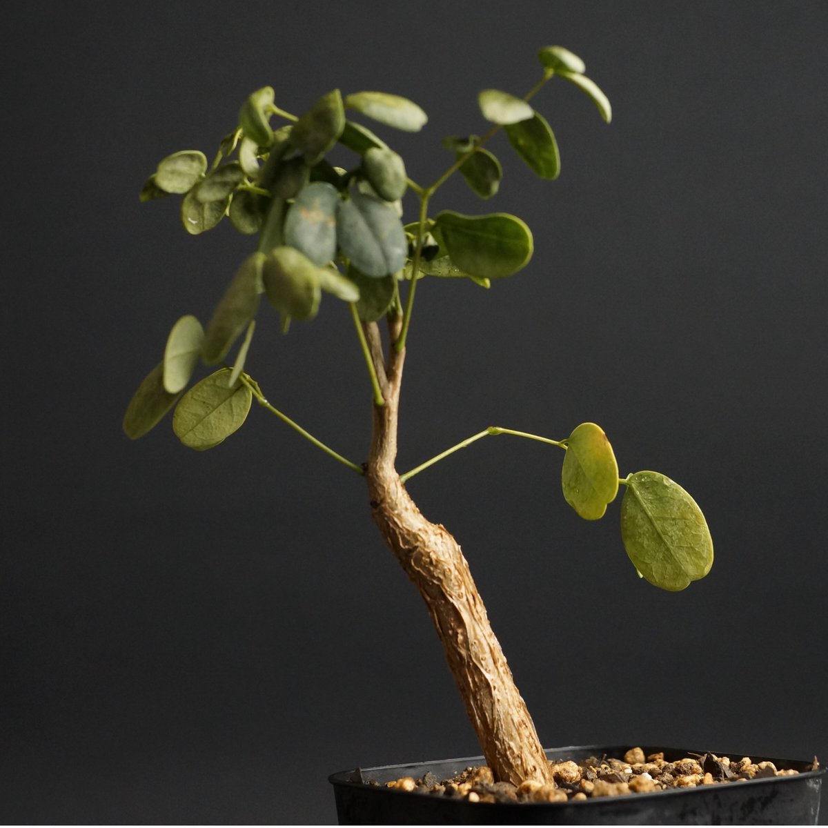 Delonix pumila