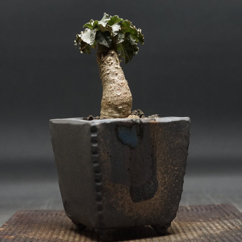 ドルステニア　ジプソフィラ Dorstenia gypsophila×horwoodii