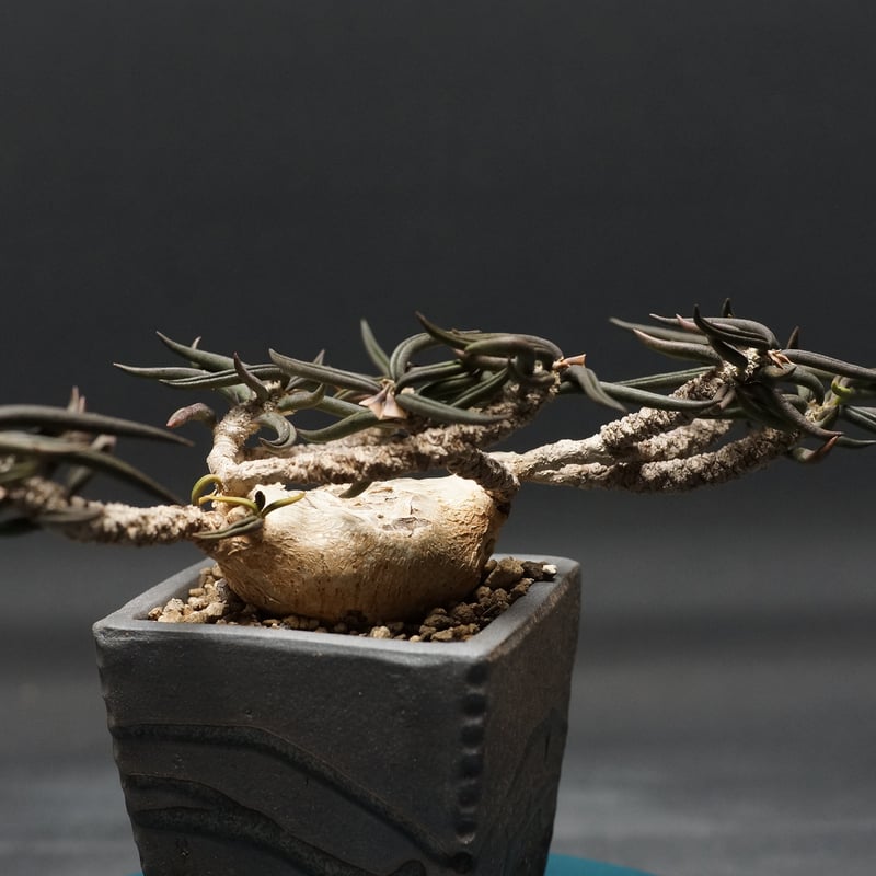 Euphorbia cylindrifolia