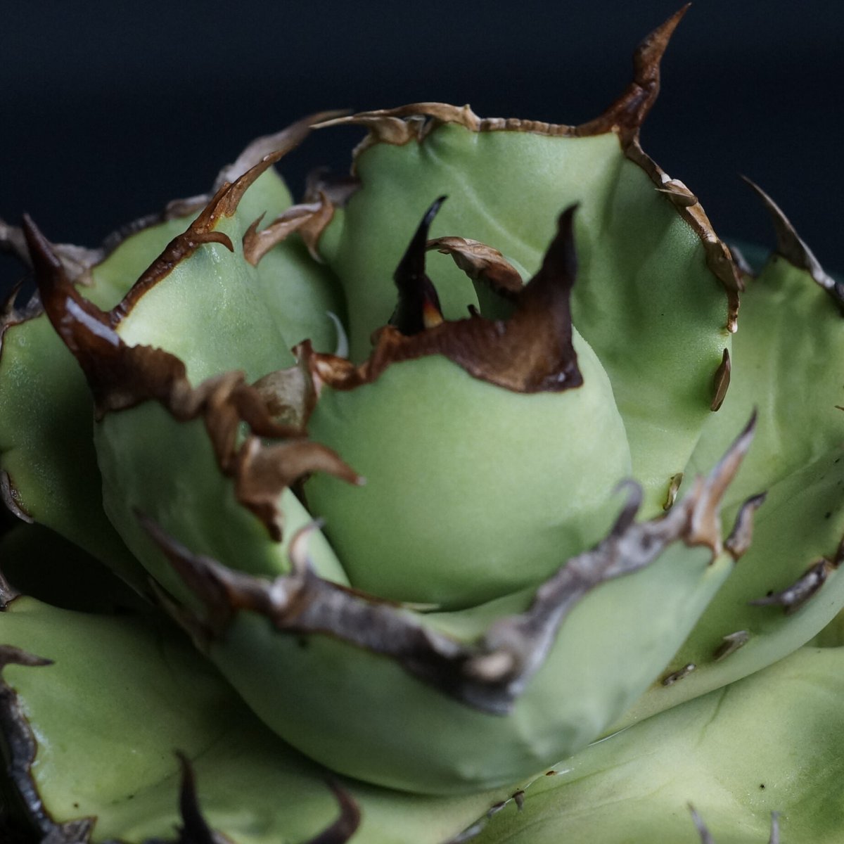 AGAVE TITANOTA FO76 compacta